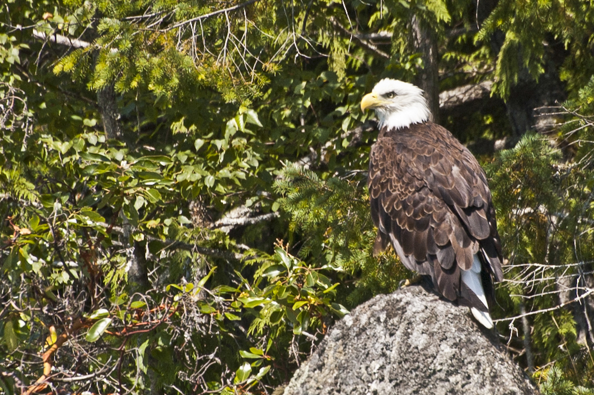 Bald Eagle on shore of Howe Sound-6742