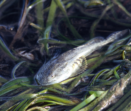 Sculpin in eelgrass-11